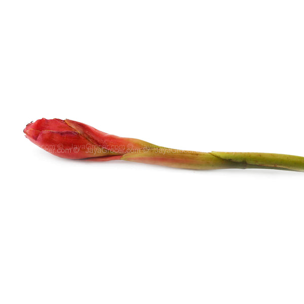 Ginger Flower (Bunga Kantan) (Malaysia) 1unit (highest price)