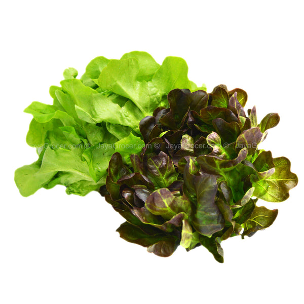 Genting Garden Lettuce Red Lettuce/Green Oak Leaf 1pack (highest price)