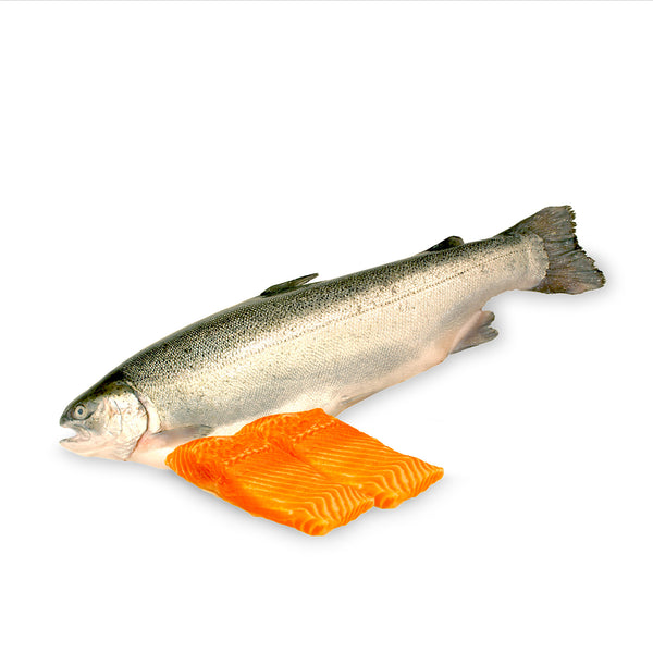 Norwegian Fjord Trout Fillet 200g (highest price)